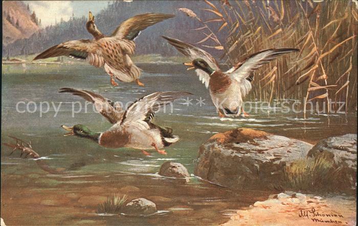 Schoenian Alfred Nr. 1516 Enten Flug