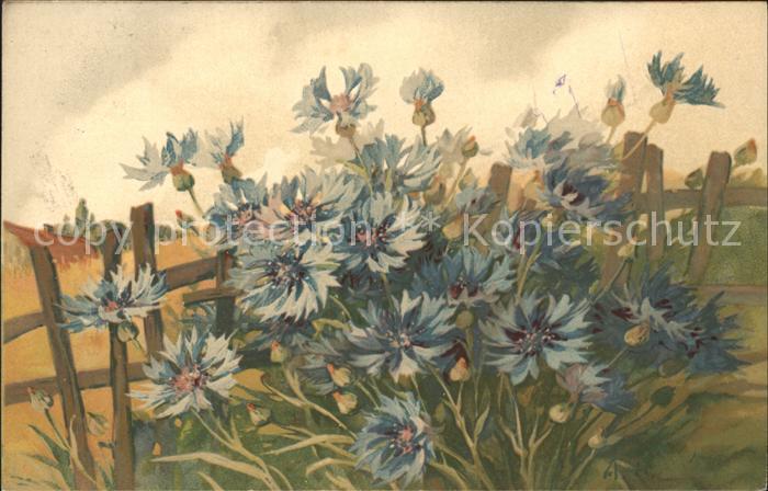 Verlag Meissner und Buch Nr. Serie 1898 Kornblumen