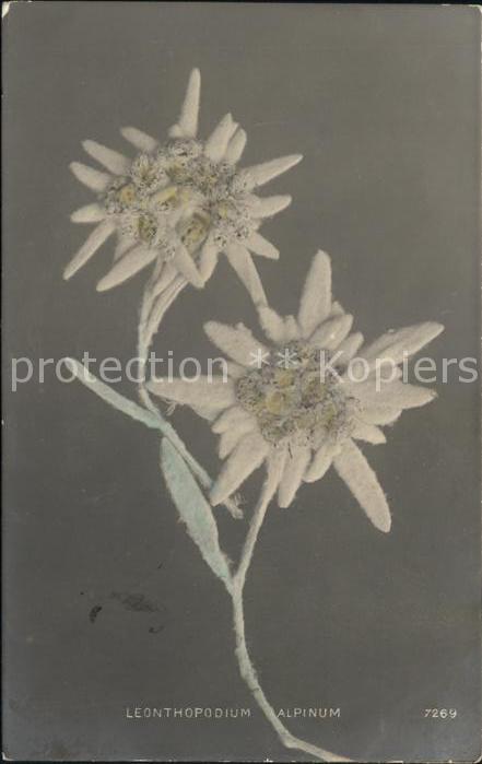 Edelweiss Leonthopodium Alpinum