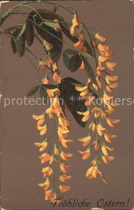 Ostern Easter Paques Ginster