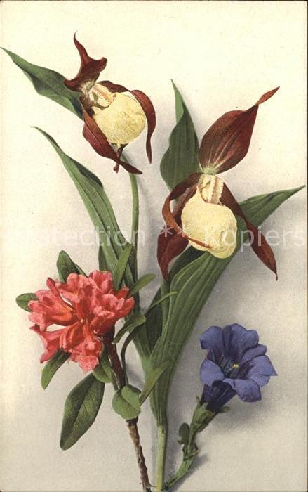 Blumen Frauenschuh Enzian Alpenrose