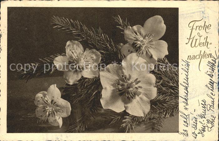 Weihnachten Christrosen