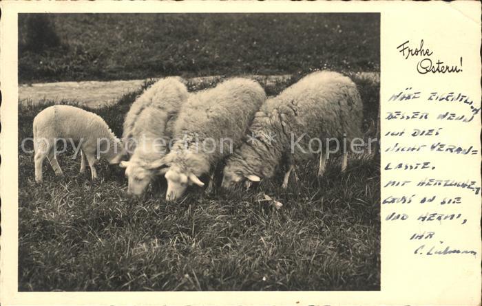Schafe Ostern
