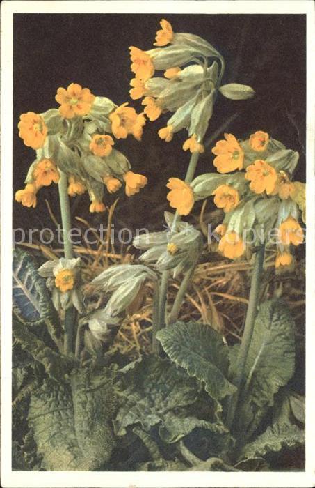 Blumen Schlüsselblume Primula veris