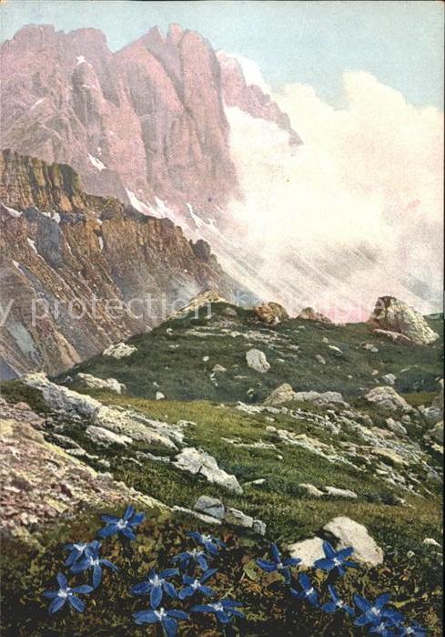 Verlag Photochromie Nr. 904 Serie 519 Gentiana bavarica Naturschutz Schweiz