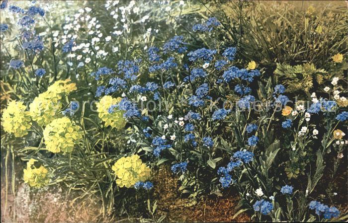 Verlag Photochromie Nr. 888 Serie 518 Erysimum Cheiranthus Myos