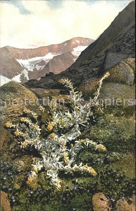 Verlag Photochromie Nr. 908 Serie 520 Artemisia spicata Gentiana nana