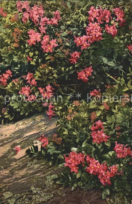 Verlag Photochromie Nr. 917 Serie 520 Rhododendron hirsutum