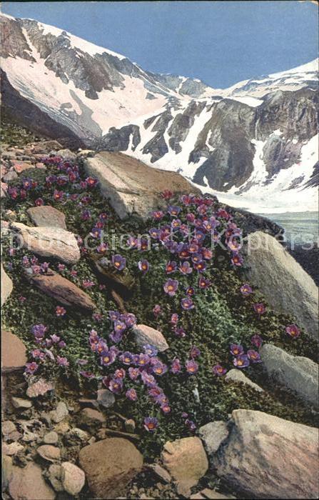 Verlag Photochromie Nr. 910 Serie 520 Saxifraga oppositifolia