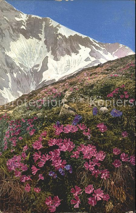 Verlag Photochromie Nr. 894 Serie 518 Primula minima Primula gl