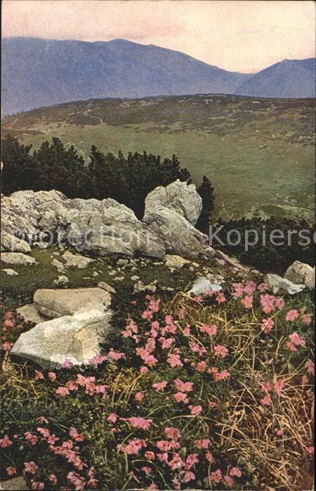 Verlag Photochromie Nr. 895 Serie 518 Rhodothamnus Chamaecistus
