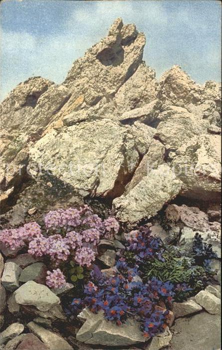Verlag Photochromie Nr. 893 Serie 518 Linaria alpina Thlaspi ro