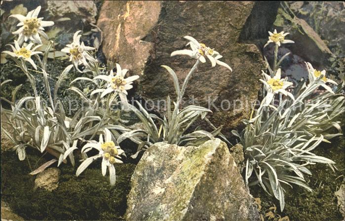 Verlag Photochromie Nr. 896 Serie 519 Leontopodium alpinum Edelweiss