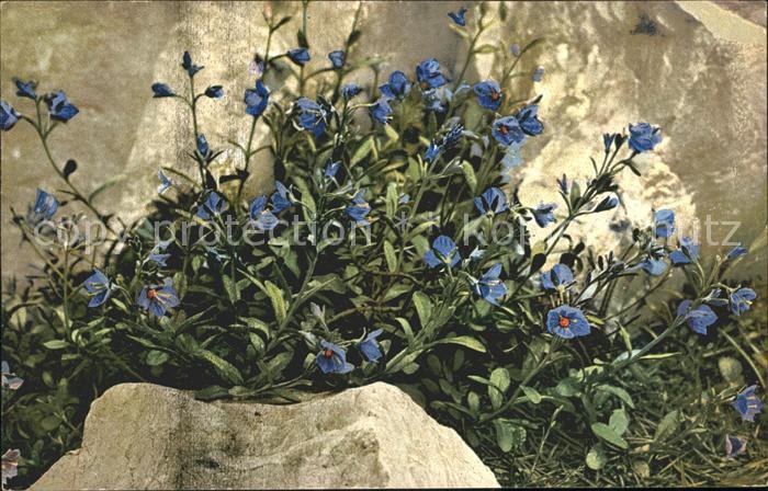 Verlag Photochromie Nr. 915 Serie 520 Veronica saxatilis