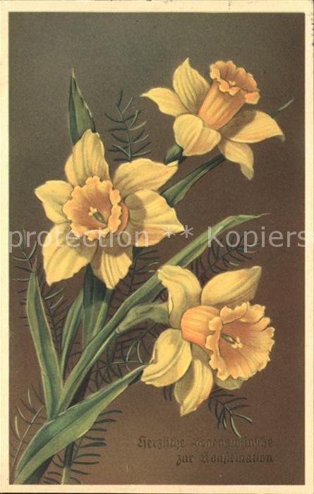 Blumen Narzissen Konfirmation