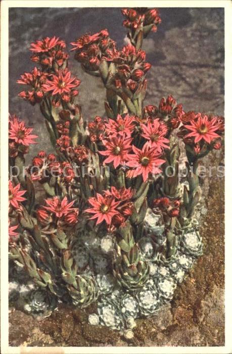 Blumen Spinnwebige Hauswurz Sempervivum arachn