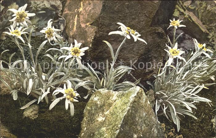 Verlag Photochromie Nr. 896 Serie 519 Leontopodium alpinum Edel