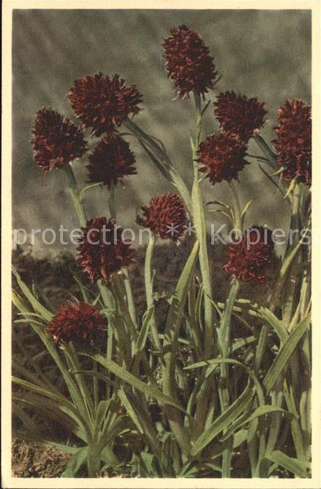 Blumen Nigritella angustifolia Männertreu