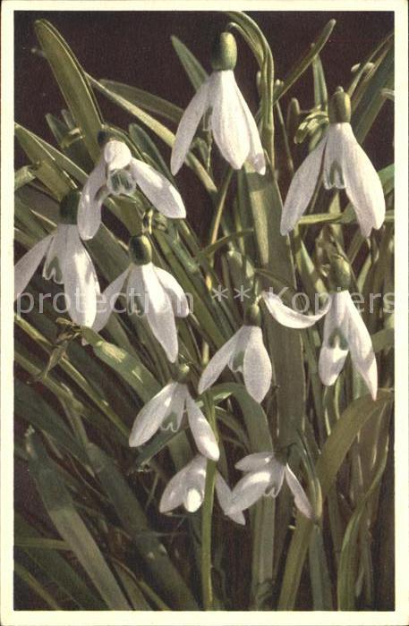 Blumen Schneeglöckchen Galanthus nivalis