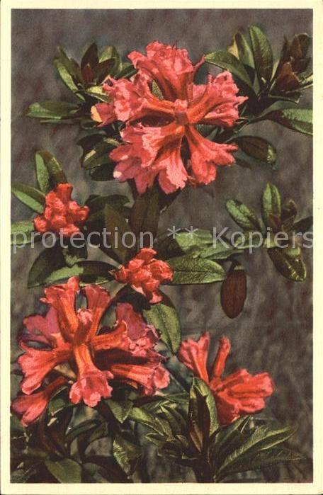 Blumen Rostblättrige Alpenrose Rhododendron fe