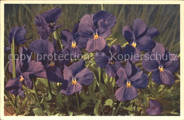 Blumen Langsporniges Veilchen Viola calcarata