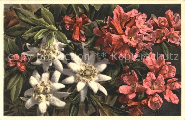 Edelweiss Rostblättrige Alpenrose