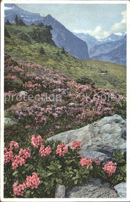 Verlag Photochromie Nr. 1478 Serie 570 Rauhhaarige Alpenrose