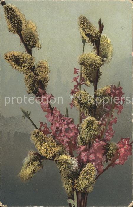 Verlag Photochromie Nr. 565 Weidenkätzchen Japanische Zierquitt