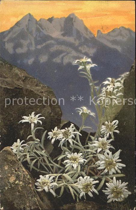 Verlag Photochromie Nr. 758 Serie 506 Leontopodium alpinum Edel