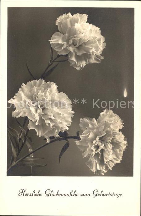 Geburtstag Nelken Foto-Amag-Nr. 68044/1