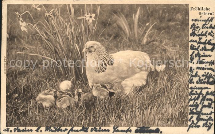 Gefluegel Huhn Kueken Ostern