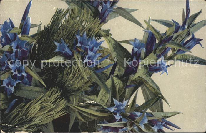 Verlag Photochromie Nr. 488 Enzian