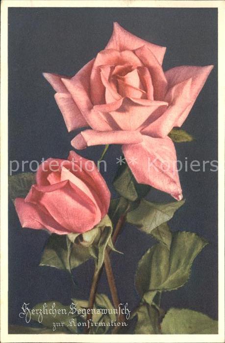 Rosen Konfirmation