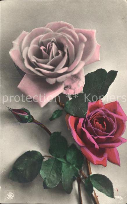Rosen Foto-NPG-Nr. 576/3