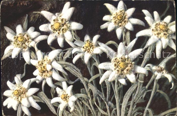 Edelweiss Leontopodium alpinum