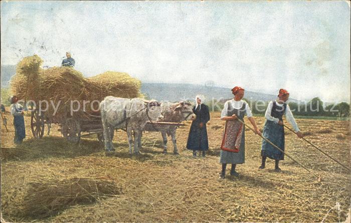 Landwirtschaft Heu Ochsenwagen