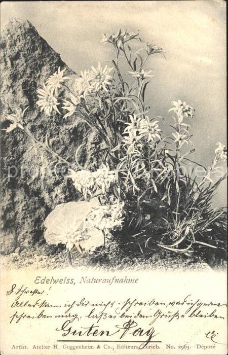 Edelweiss Naturaufnahme