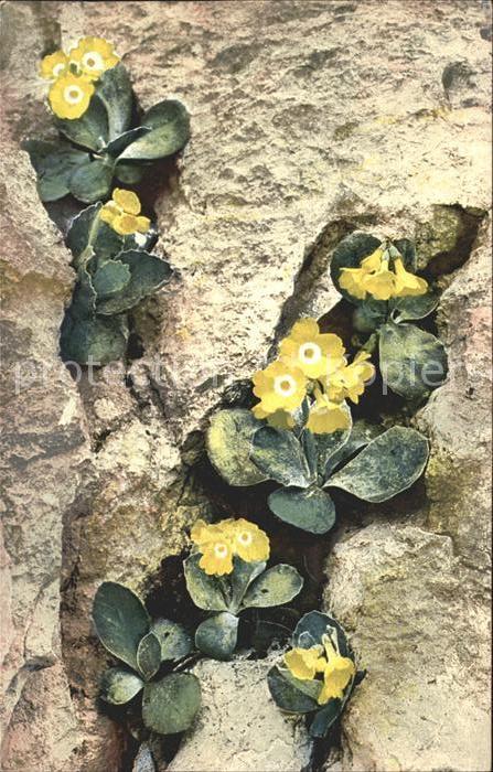 Verlag Photochromie Nr. 889 Serie 518 Primula auricula