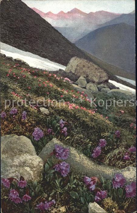 Verlag Photochromie Nr. 911 Serie 520 Primula glutinosa Primula