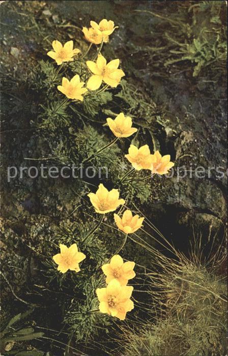 Verlag Photochromie Nr. 899 Serie 519 Anemone sulphurea