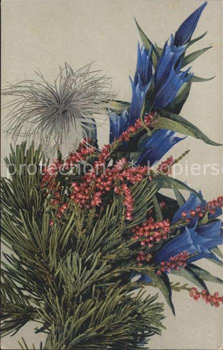 Verlag Photochromie Nr. 489 Enzian Heidekraut