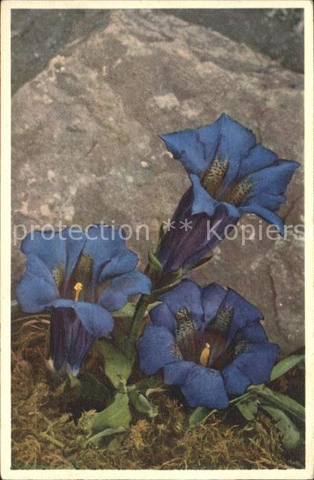 Blumen Enzian Gentiana acauiis
