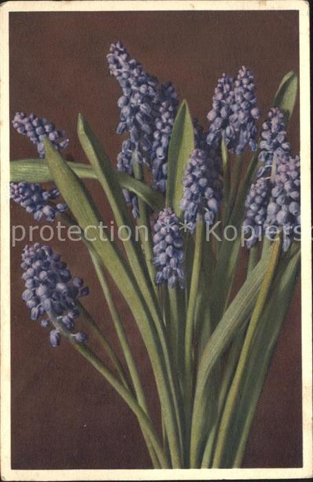 Blumen Traubige Bisamhyacinthe