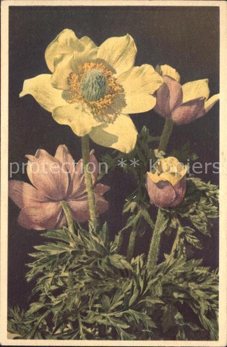 Blumen Schwefelgelbe Alpenanemone