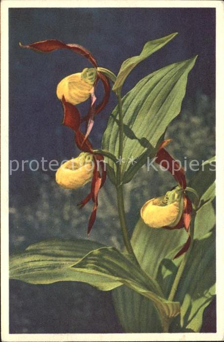 Blumen Frauenschuh Cypripedium calceolus