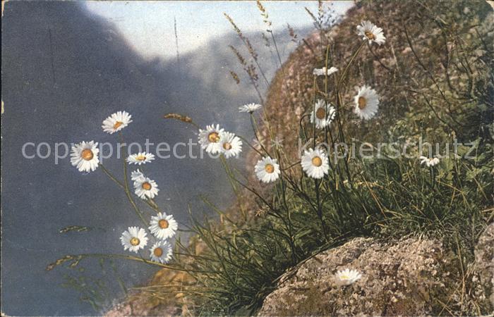 Blumen Margeriten Chrysanthemum Leucanthemum