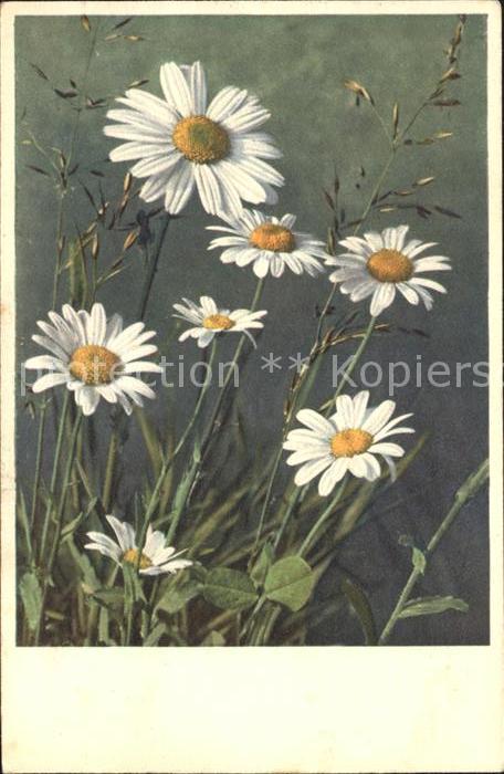 Blumen Wucherblume Chrysanthemum Leucanthemum
