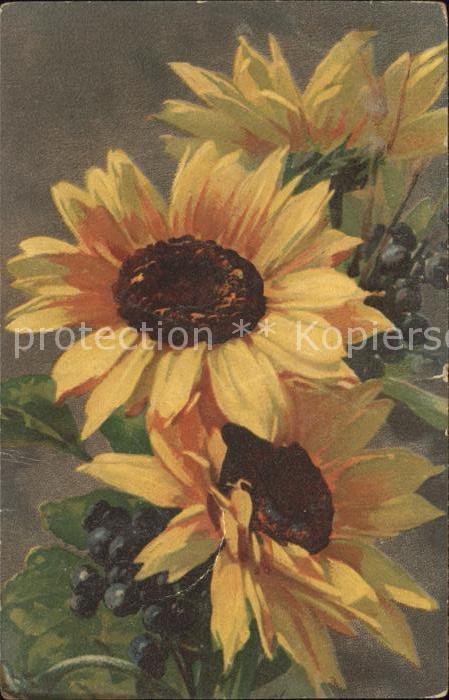 Verlag Wenau Pastell Nr. 514 Sonnenblumen