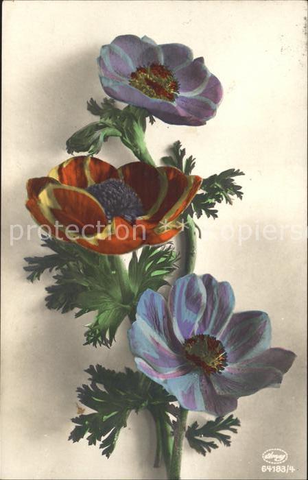 Verlag Amag Nr. Nr. 64183/4 Anemonen