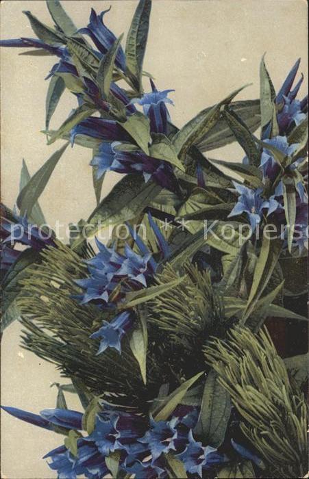 Blumen Blauer Enzian Verlag-Photochromie